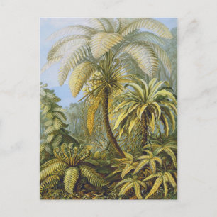Cartão Postal Filicinae (Ferns), Ernst Haeckel Belas Artes