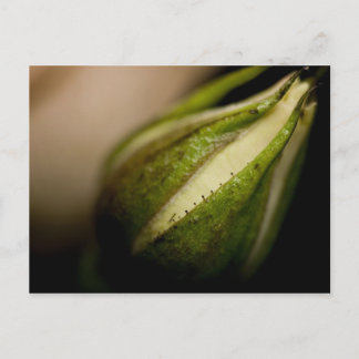 Cartão Postal Fim-acima do Rosebud (macro)