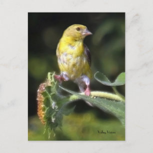 Cartão Postal Finch Amarelo