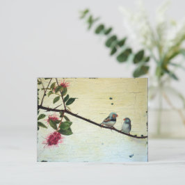 Cartão Postal Finch Conversation Postcard