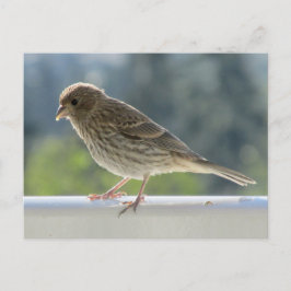 Cartão Postal Finch no Sol da Manhã.
