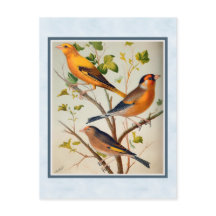 Finches de vinheta e rede