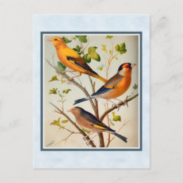 Cartão Postal Finches de vinheta e rede