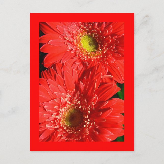 Cartão Postal Fire Red Gerbera (Frente)
