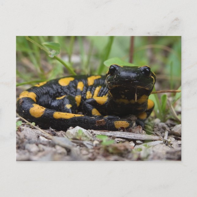 Cartão Postal Fire Salamander (Frente)