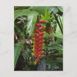 Cartão Postal Firecracker do Havaí
