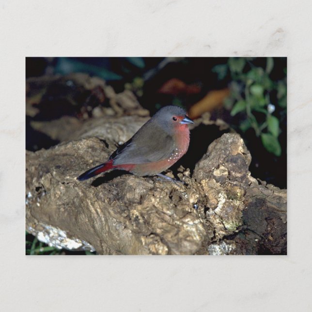 Cartão Postal Firefinch Bluebilled (Frente)