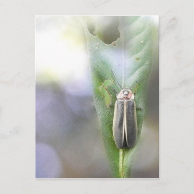 Cartão Postal Firefly - Photuris Pyralis (Frente)