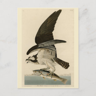Cartão Postal Fish Hawk, Osprey, das Aves da América de Audubon