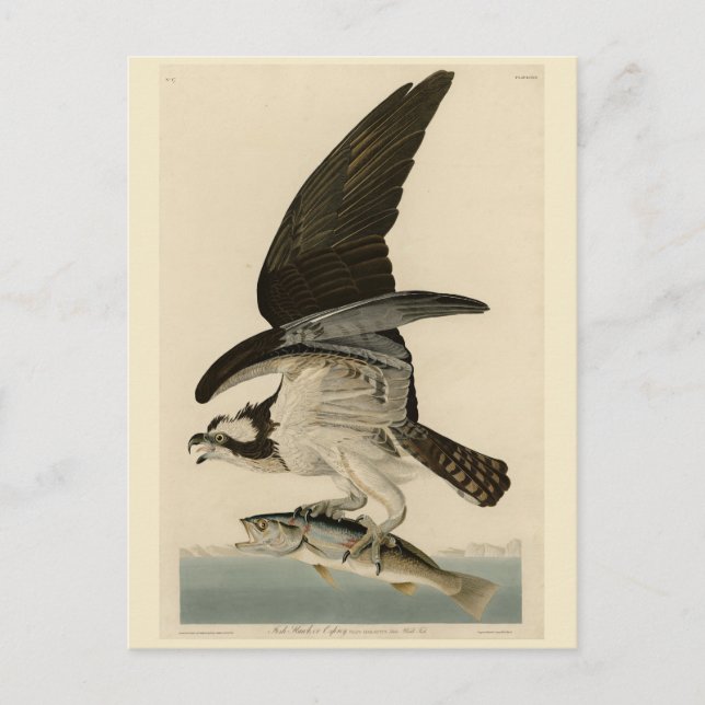 Cartão Postal Fish Hawk, Osprey, das Aves da América de Audubon (Frente)