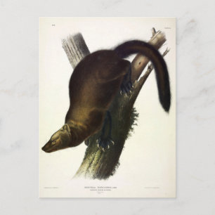 Cartão Postal Fisher (Penant's Marten ou Cat Fisher) por Audubon