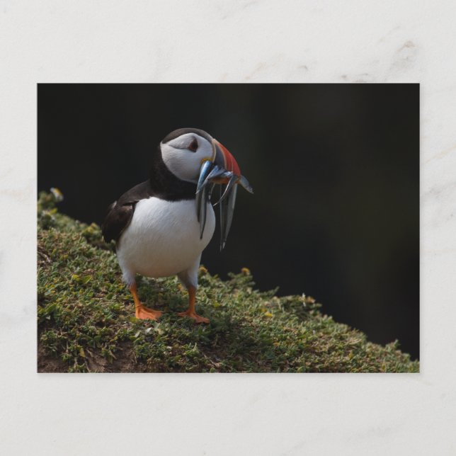 Cartão Postal Fisher Puffin (Frente)