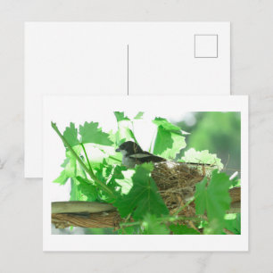 Cartão Postal Fiskaal Laksman Fiscal Shrike Bird Nest