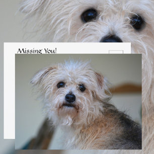 Cartão Postal Fita Fotográfica de Cachorrinho Desgrenhado Triste