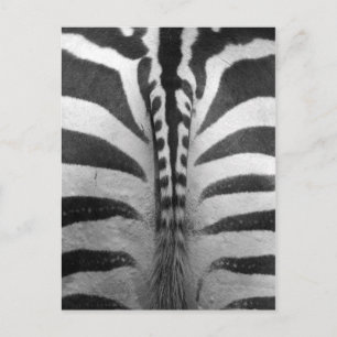 Cartão Postal Fitas de Zebra