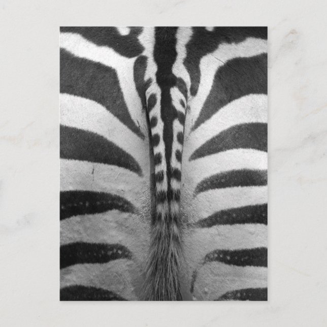 Cartão Postal Fitas de Zebra (Frente)