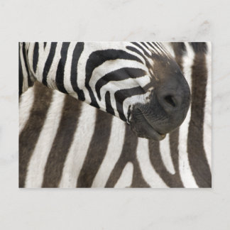 Cartão Postal Fitas de Zebra