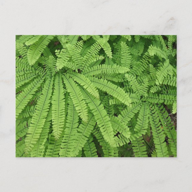 Cartão Postal Five Finger Maidenhair Fern (Frente)