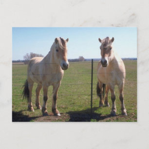 Cartão Postal Fjords Noruegueses