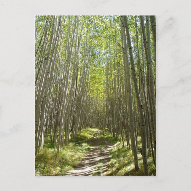 Cartão Postal Flagstaff aspen (Frente)