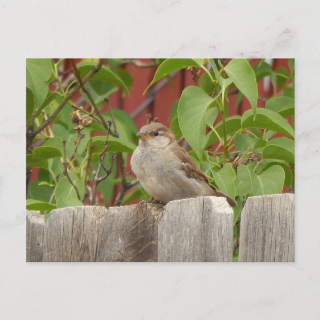 Cartão Postal Flagstaff de campo pardal, Arizona (Frente)