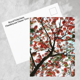 Cartão Postal Flamboyant Royal Poinciana Flame Tree Fotográfica
