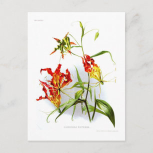 Cartão Postal Flame Lily (Gloriosa superba)
