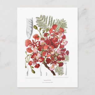 Cartão Postal Flame Tree (Delonix regia)