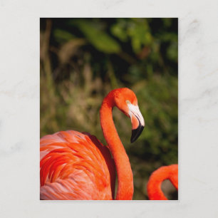 Cartão Postal Flamingo