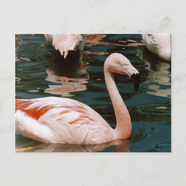 Cartão Postal Flamingo (Frente)