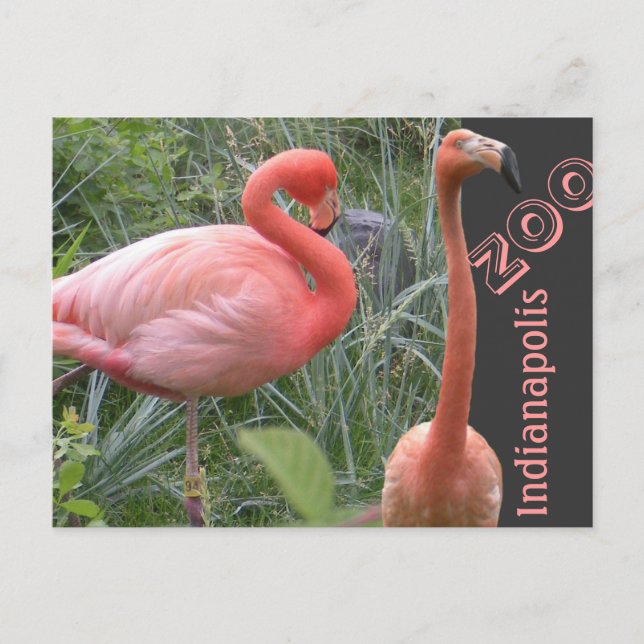 Cartão Postal Flamingo (Frente)