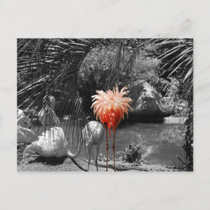 Cartão Postal Flamingo