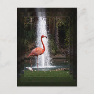 Cartão Postal Flamingo