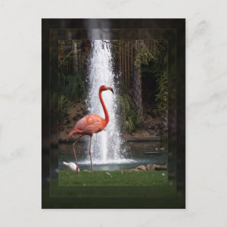 Cartão Postal Flamingo