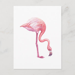 Cartão Postal Flamingo