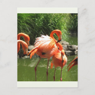 Cartão Postal Flamingo