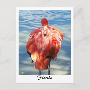 Cartão Postal Flamingo