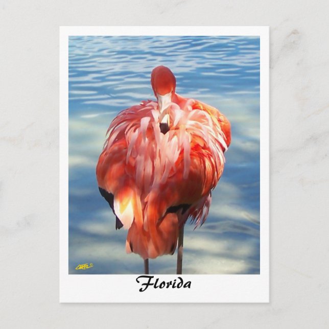 Cartão Postal Flamingo (Frente)