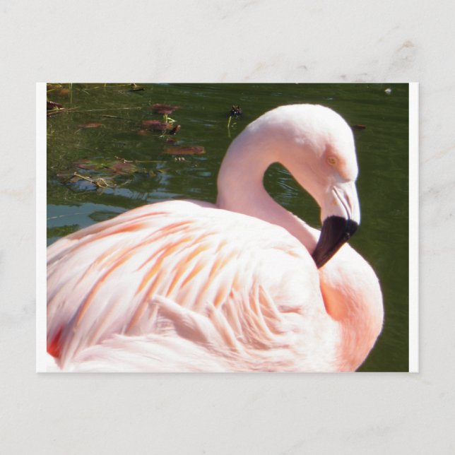 Cartão Postal Flamingo (Frente)