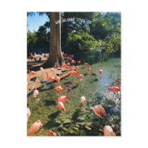 CARTÃO POSTAL FLAMINGO