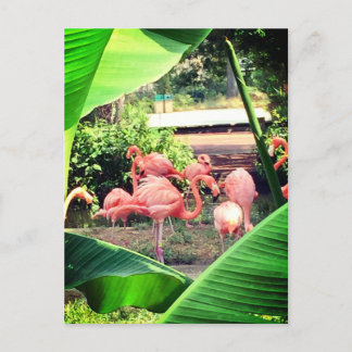 Cartão postal Flamingo