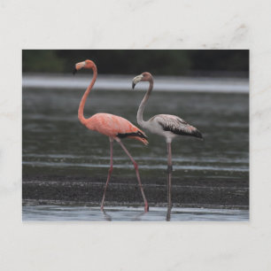 Cartão postal Flamingo