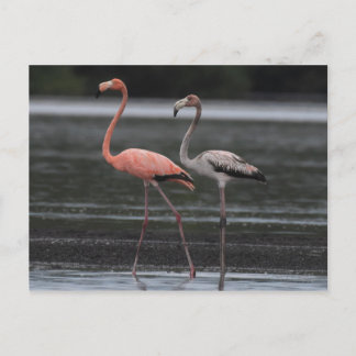 Cartão postal Flamingo