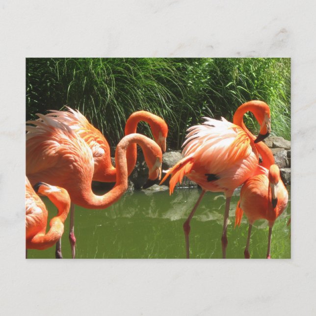 Cartão Postal Flamingo (Frente)