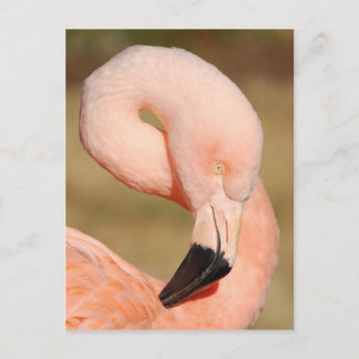 Cartão postal Flamingo