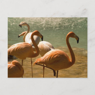 Cartão Postal Flamingo