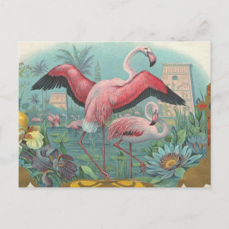 Cartão Postal Flamingo