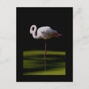 Cartão Postal flamingo