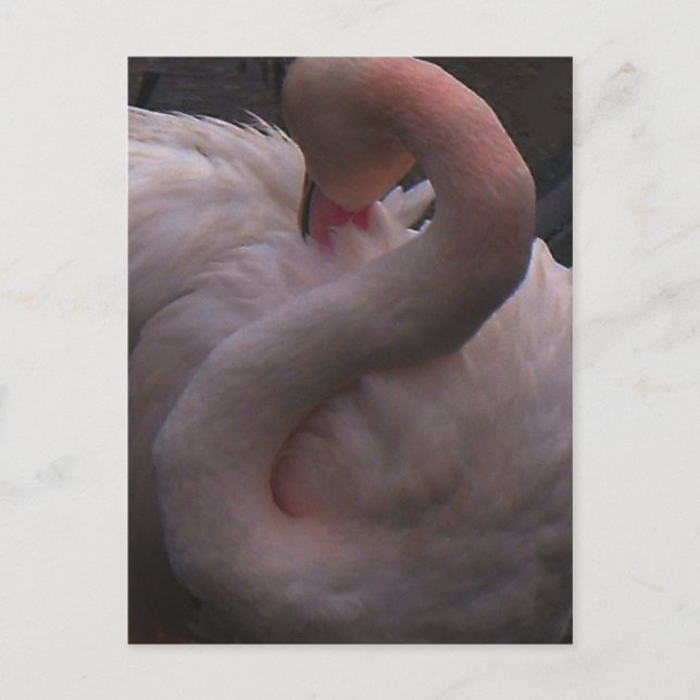 Cartão Postal flamingo (Frente)