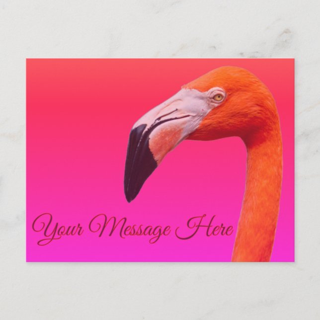 Cartão Postal Flamingo  (Frente)
